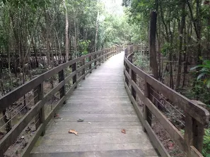 Pasir Ris mangroves boardwalk