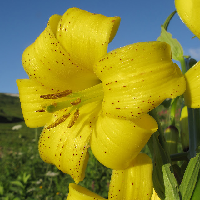 Лилия однобратственная (Lilium monadelphum)