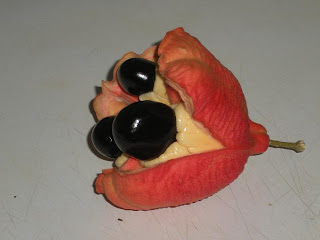 Opened Ackee Pod