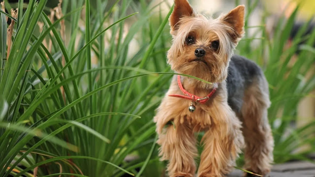 Yorkshire Terrier