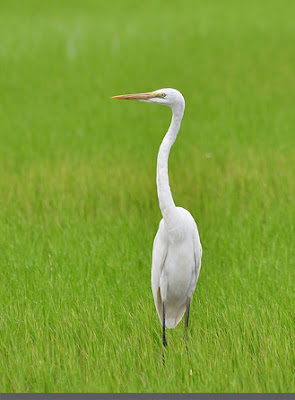 gambar burung bangau