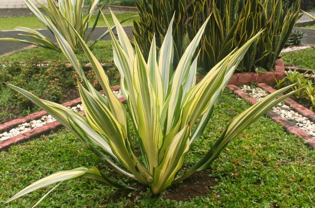 Jual Pohon Agave Varigata Murah Pohon Agave Murah 