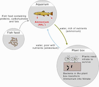 Starting an aquaponic system