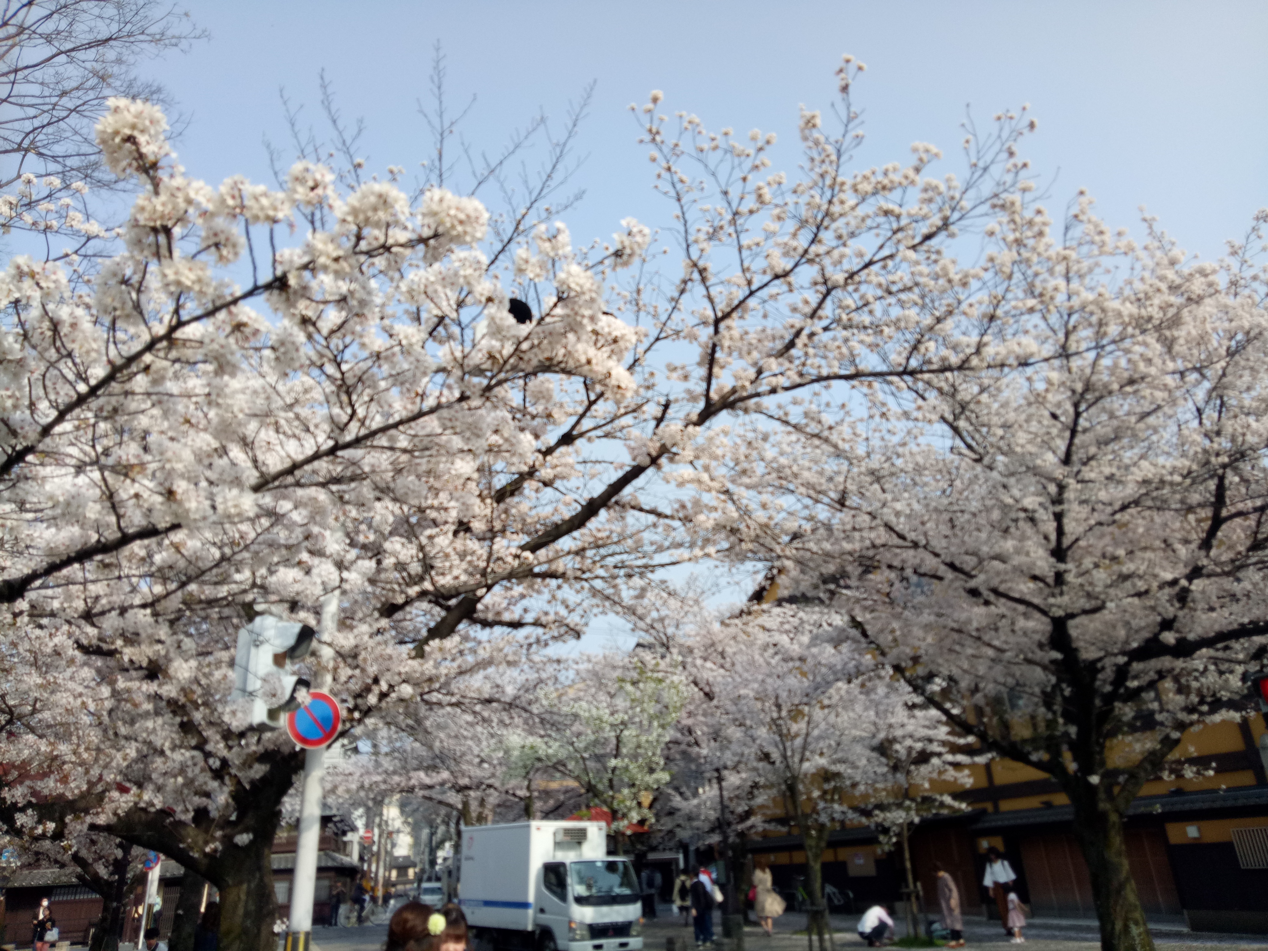 Travelog Japan, Spring: Sakura di Kyoto