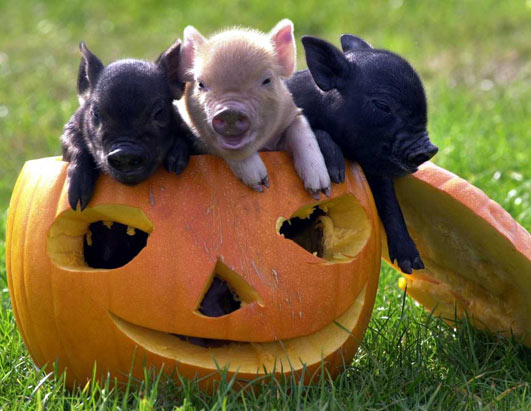 Funny Pics Of Pigs. 14 cute pigs