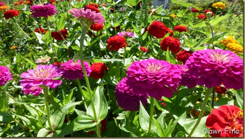 Zinnias_014