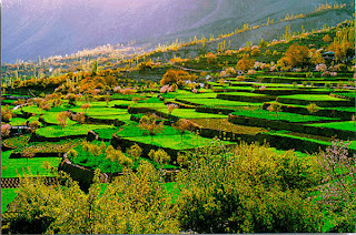  Green terraces in the summers of Pakistan