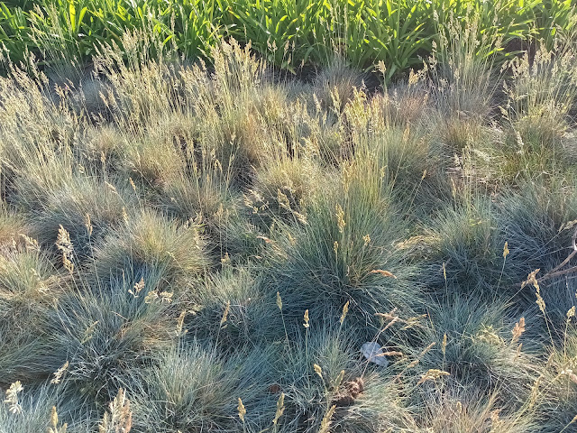 Festuca Azul o Castañuela Azul (Festuca glauca Vill.).