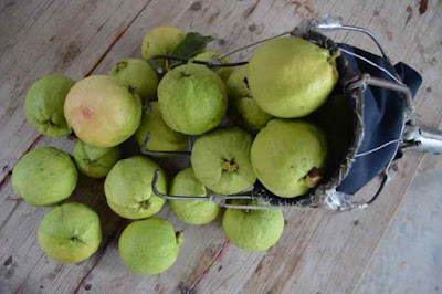 Fresh Guava Fruit