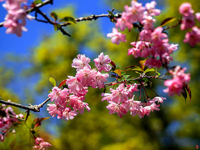 Kaido (Malus halliana) flowers: Genji-yama park (Kita-kamakura)
