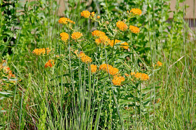 ever-changing prairie grasses