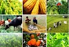 Ứng dụng công nghệ sinh học trong nông nghiệp tại Việt Nam