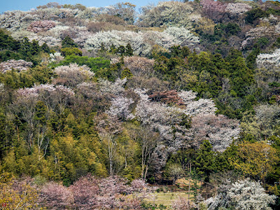 Yama-zakura (Cerasus jamasakura (Sieb. ex Koidz.) H.Ohba) flowers: Kita-kamakura