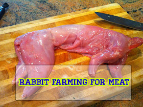 Rabbit Farming for Meat