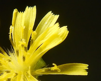 黃鵪菜的花