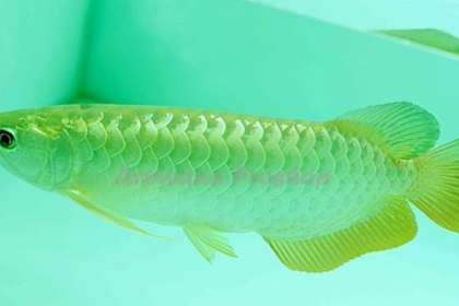 Ikan Arwana Pino