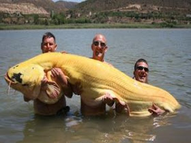 gambar foto ikan raksasa terbesar di dunia
