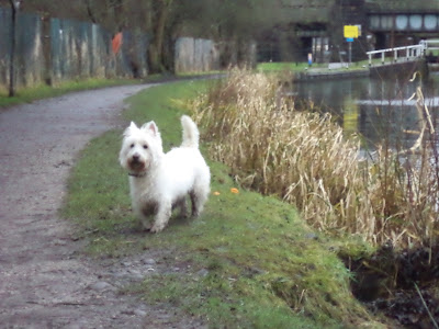 west highland white terrier canal