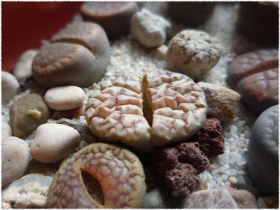 lithops