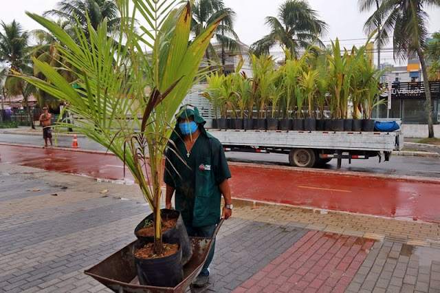 Prefeitura de João Pessoa planta 100 mudas de coqueiro ao longo da orla da Capital