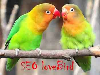 Membahas Harga Lovebird Dalam SEO