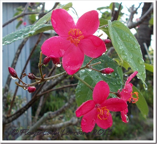 04-20-spicy-jatropha