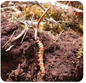 То је један од фунгусес који живе у црва док црв умре током зиме