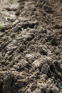 Soil for winemaking in Lugana