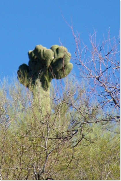 Crown Saguaro cactus