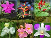 Resultado de imagen para flora  del parque chagre colon panama