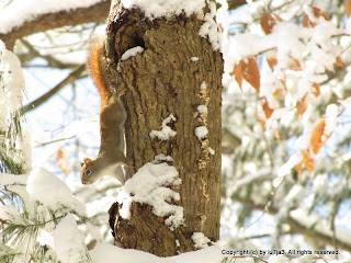 American Red Squirrel