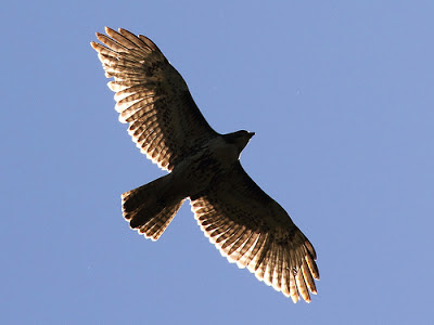 Huntley Meadows Juvenile Red-tailed Hawk 2, by Mr. T in DC, Creative Commons License