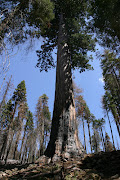 Mariposa Grove, Yosemite National Park