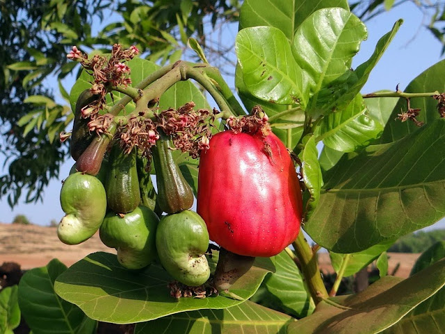 Frutti di Anacardio