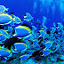 Blue Fish in Deep Sea Wallpaper