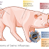 Swine Flu Risk Factors and Precautions