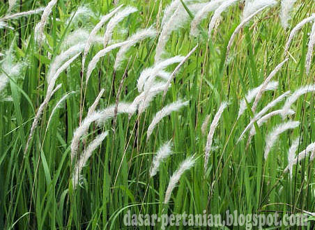 Mengenal Pembagian Terstruktur Mengenai Dan Morfologi Rumput Ilalang ( Alang-Alang )