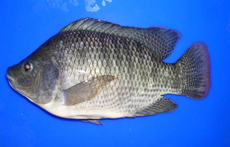 NdiLo Blog: Budidaya Ikan Nila (Oreochromis Niloticus)