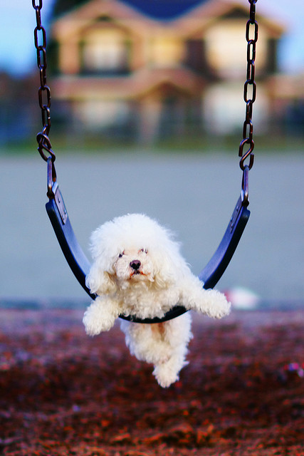 Funny And Cute Swinging Dogs