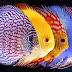 Ikan Discus dan Cara Terbaik Merawatnya