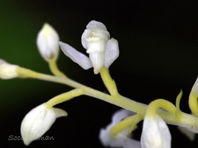 Cephalanthera erecta