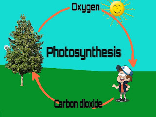 image of Oxygen Cycle