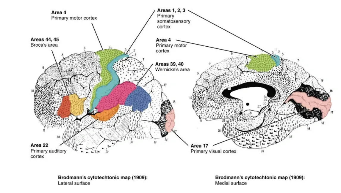 Area Brodmann Otak