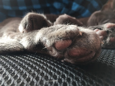 Close-up view of a grey cat's feet