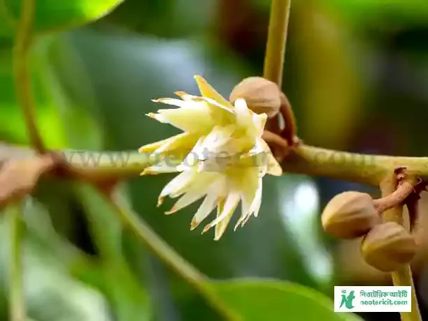 বকুল ফুলের ছবি  - ফুলের ছবি - ফুলের পিক ২০২৪ ছবি - ফুলের পিকচার ডাউনলোড - বিভিন্ন ফুলের ছবি - fuler chobi  - NeotericIT.com - Image no 2