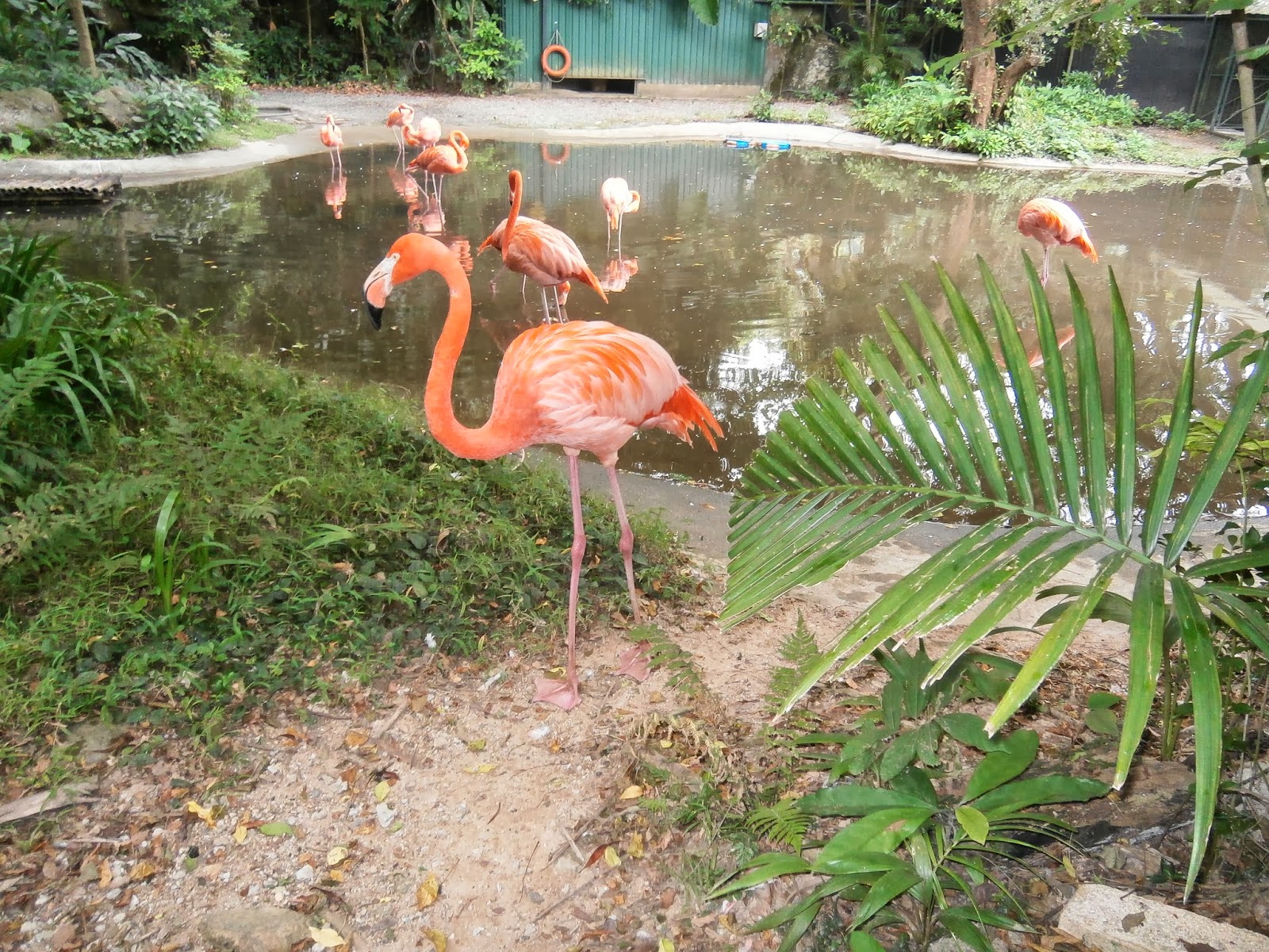 Flamingo