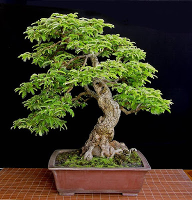 Gambar Bonsai Pohon Asam/Asem