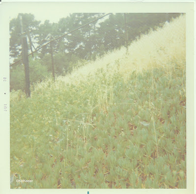iceplant in Berkeley 1970