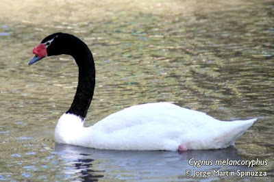 Cisne de cuello negro Cygnus melancoryphus