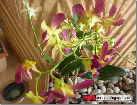 Orchid flower at Sunway Pyramid